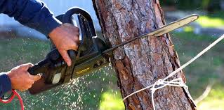 Best Tree Preservation Services  in Burnet, TX