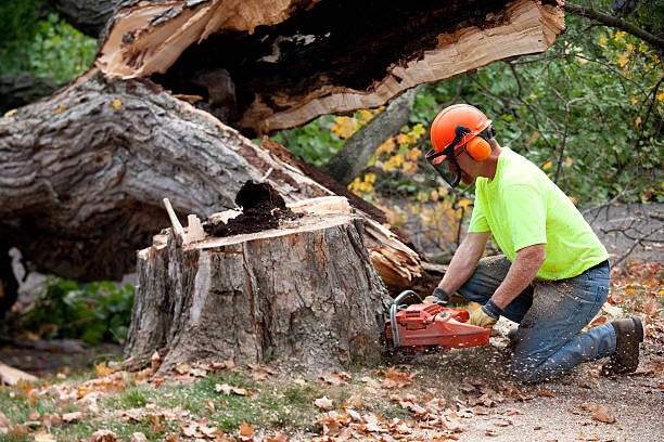 Best Tree Cabling and Bracing  in Burnet, TX